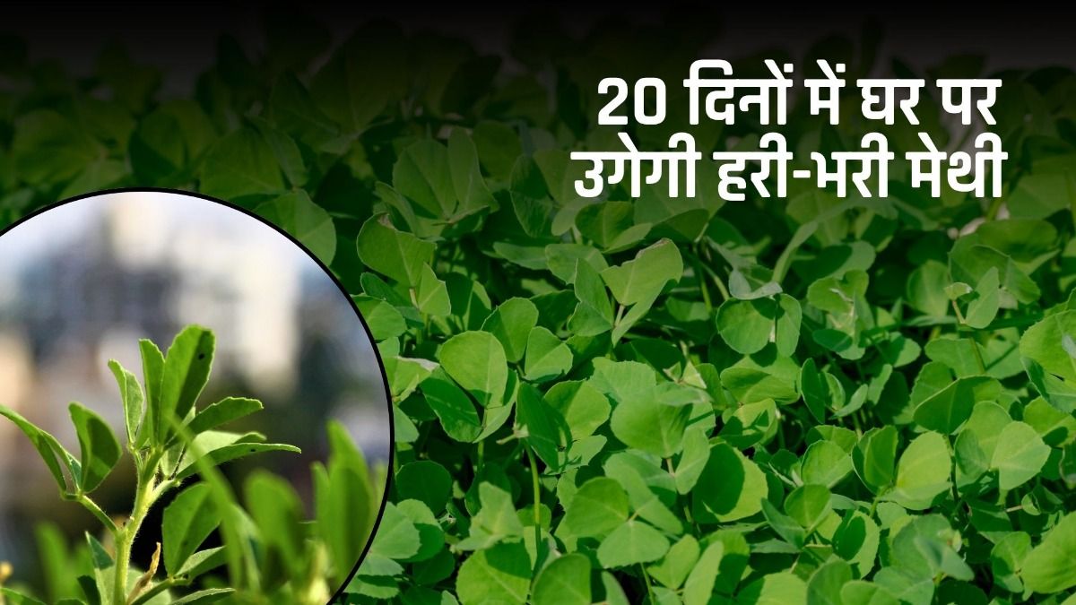 Methi plants growing hacks
