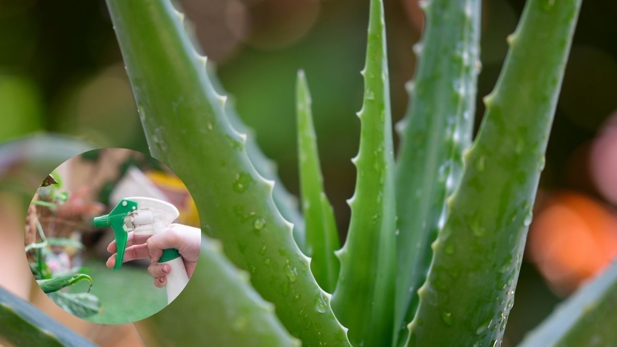 How to take care of aloe vera plant: Photo:Unsplash