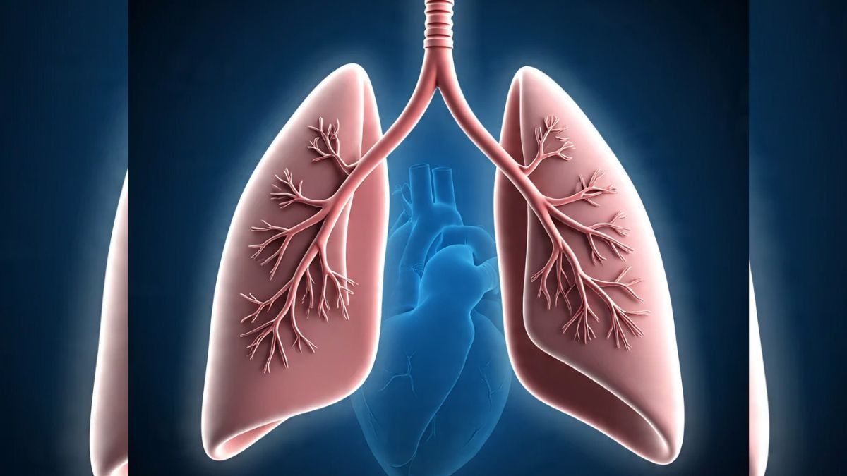 Lung (Photo/Meta AI)