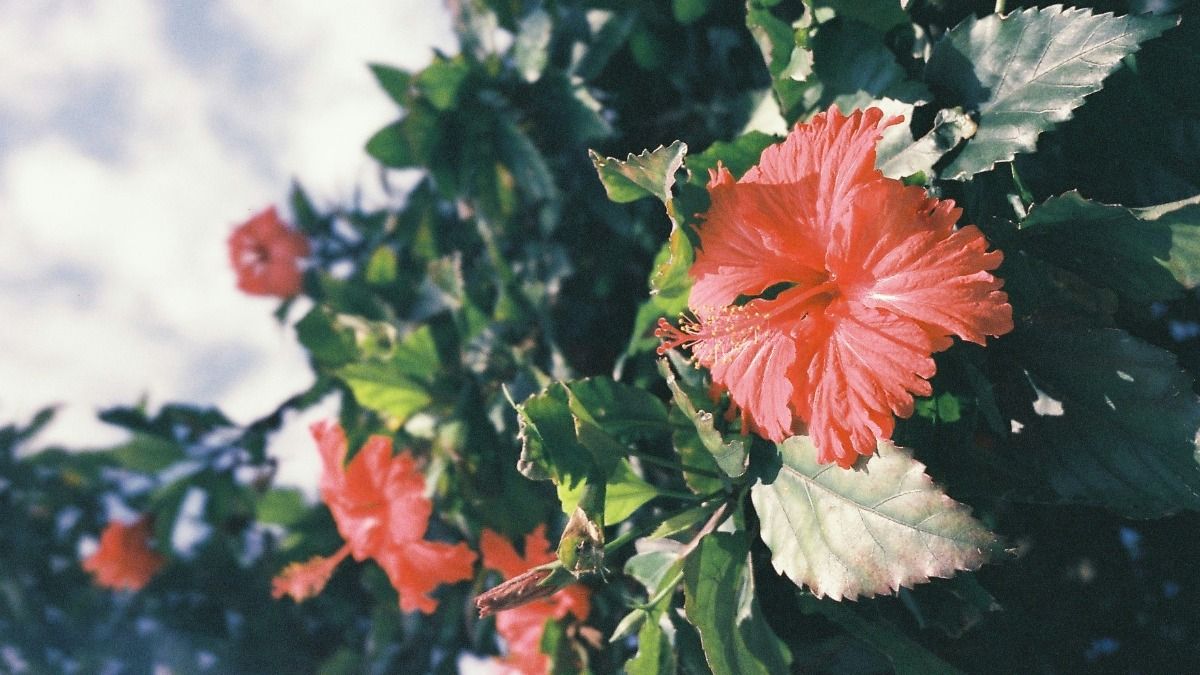 Hibiscus Winter Care