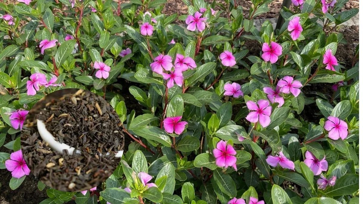 Sadabahar Winter Care