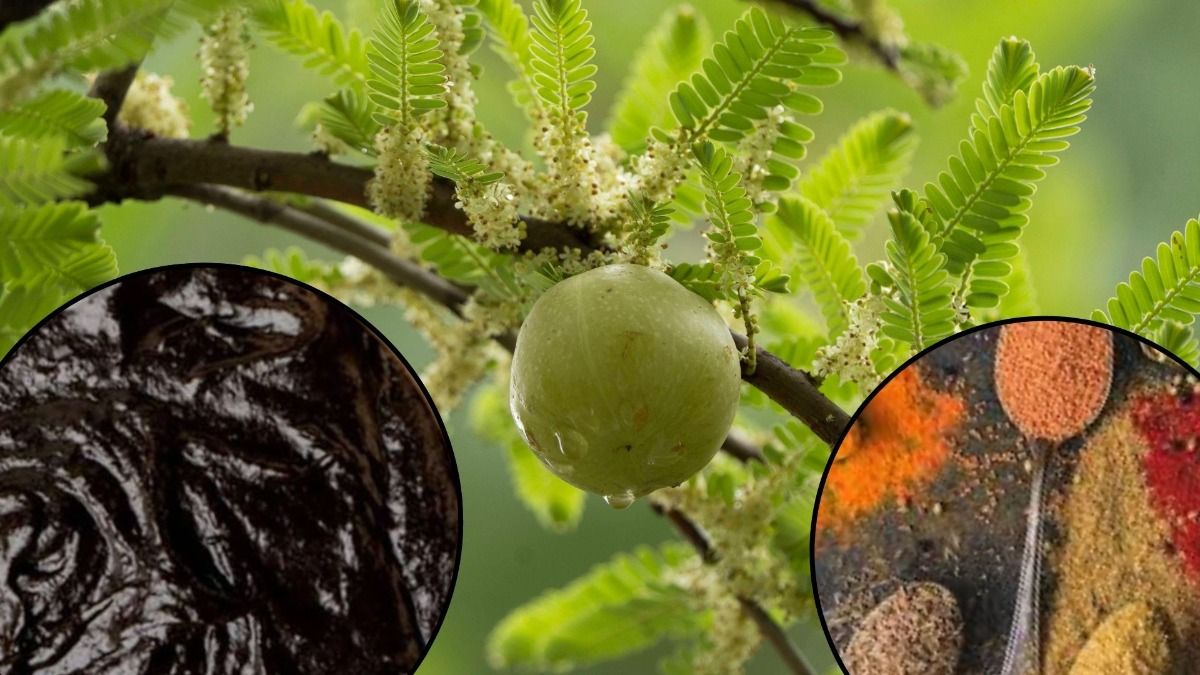 Homemade Indian Gooseberry Chyawanprash