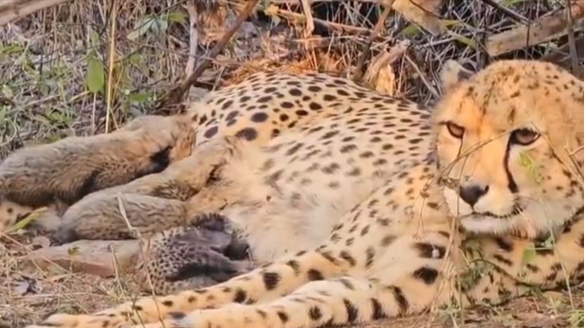 Leopard Mukhi With Her Childrens