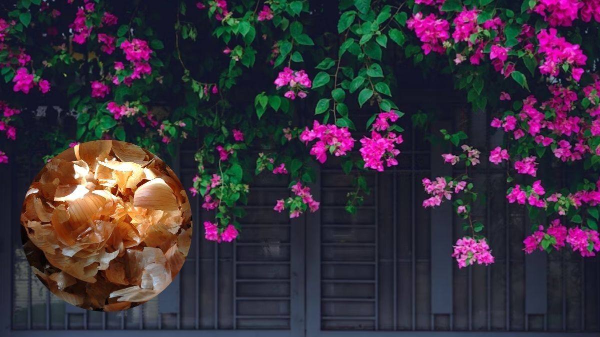 Bougainvillea Caring Tips: Photo: Unsplash