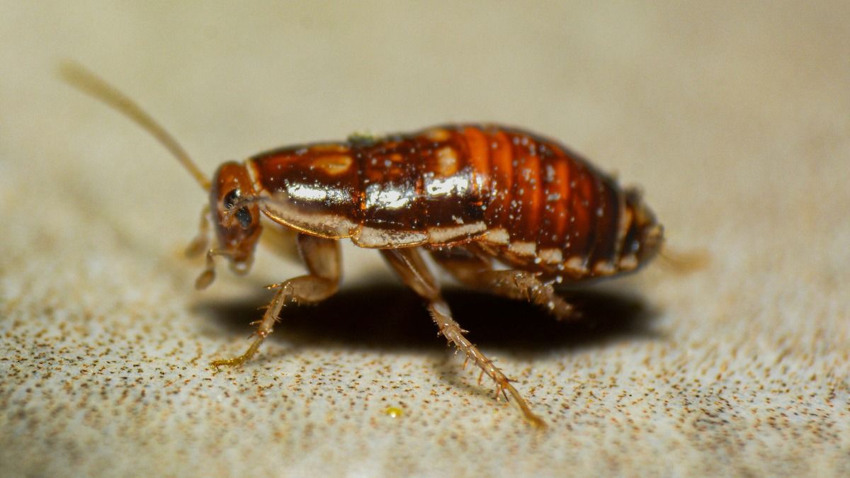 Cockroach Coffee (Photo/Unsplash)