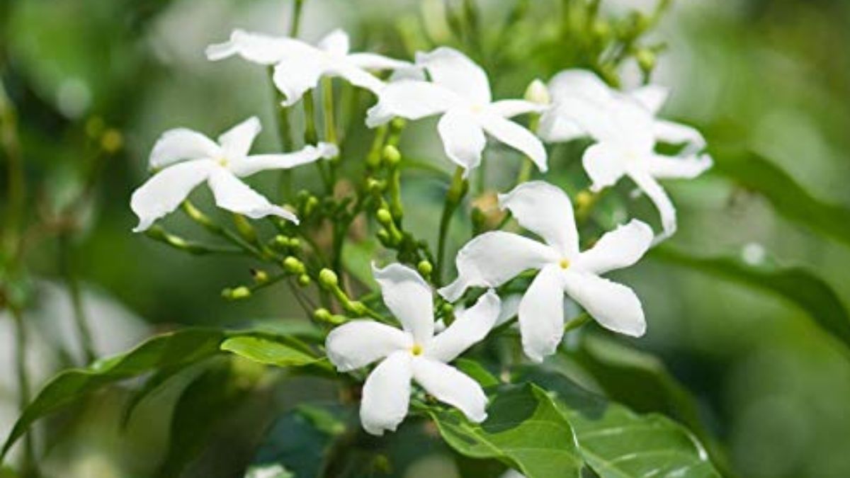 Jasmine plant