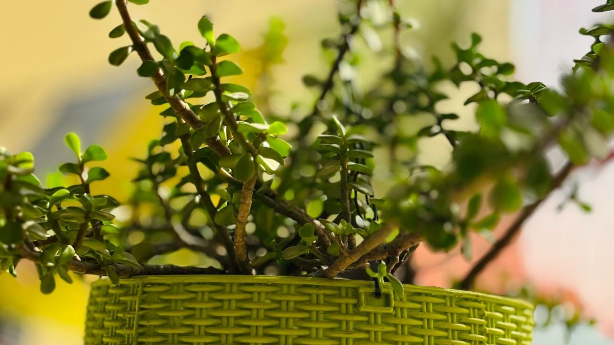 Jade Plant Care in winter: Photo: Unsplash
