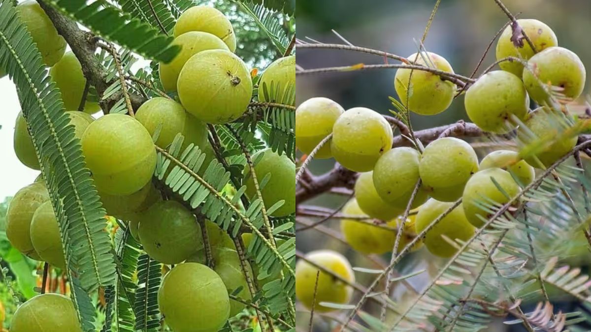 Amla Tree 