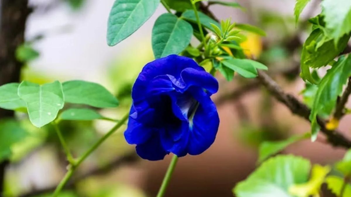  Aparajita caring Tips