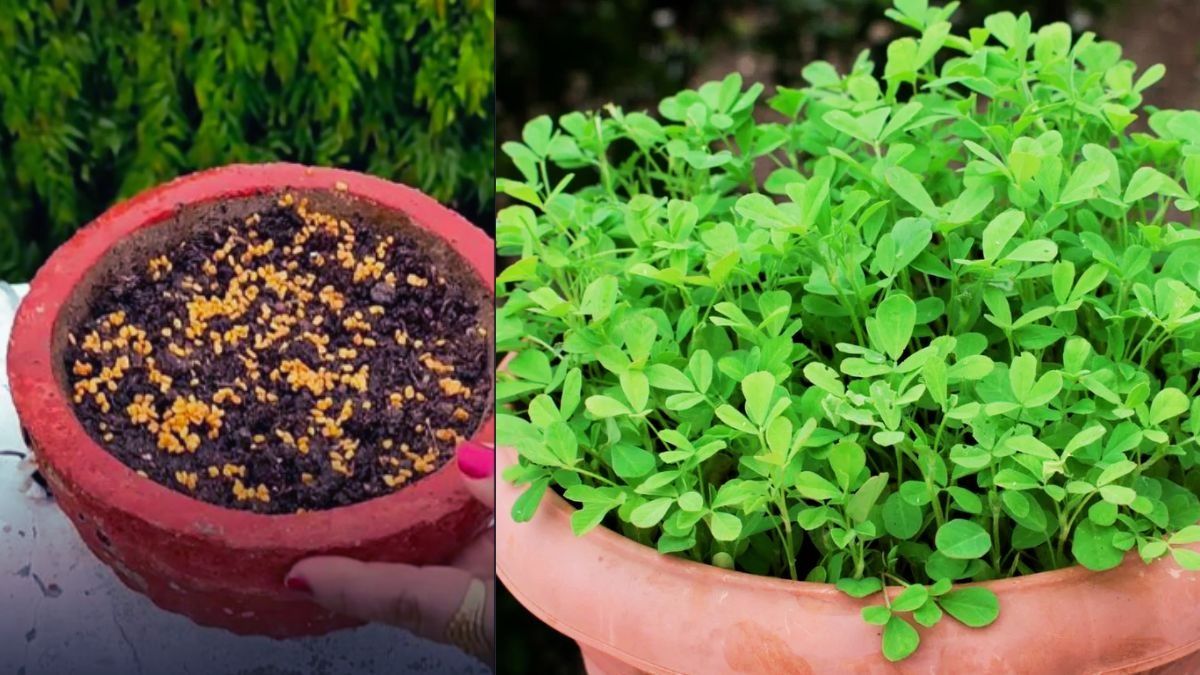 how to grow methi