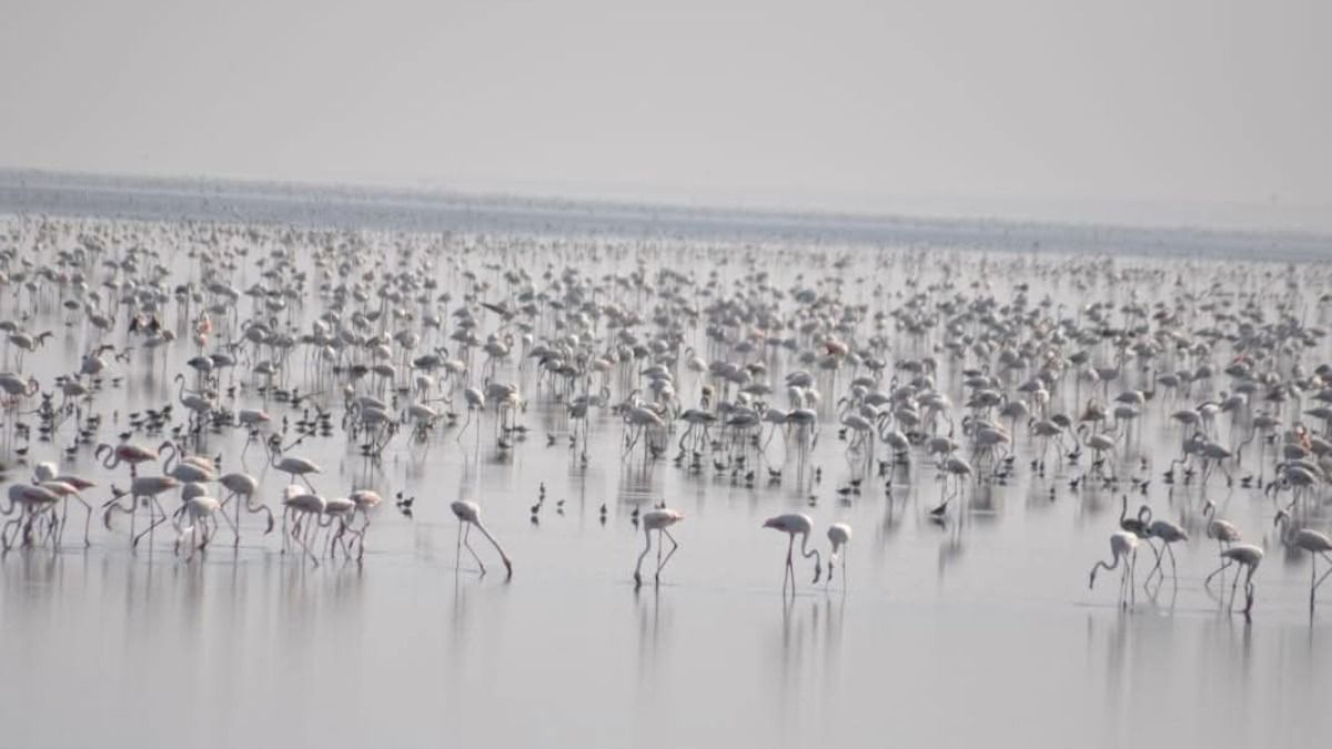 400000 flamingos the Rann of Kutch (Photo: ITG)