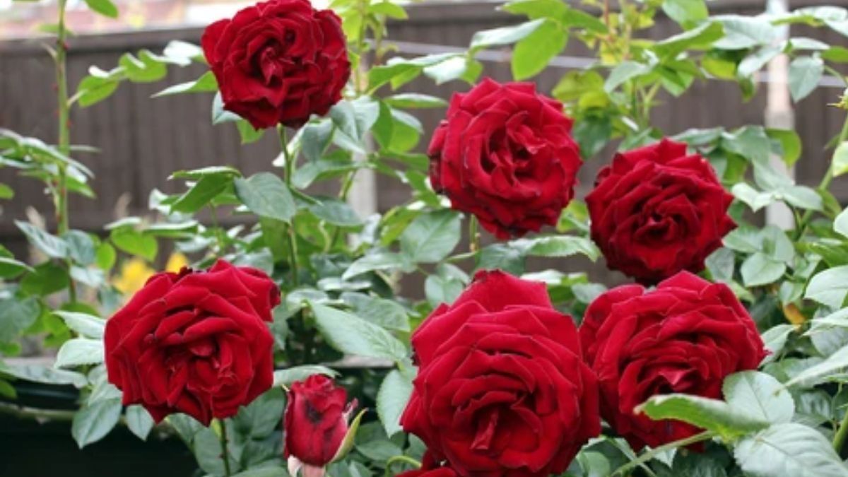 Tips For Rose Plant Care