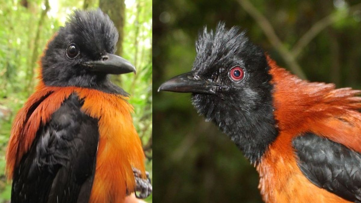 दुनिया का सबसे जहरीला पक्षी (Pitohui dichrous) 