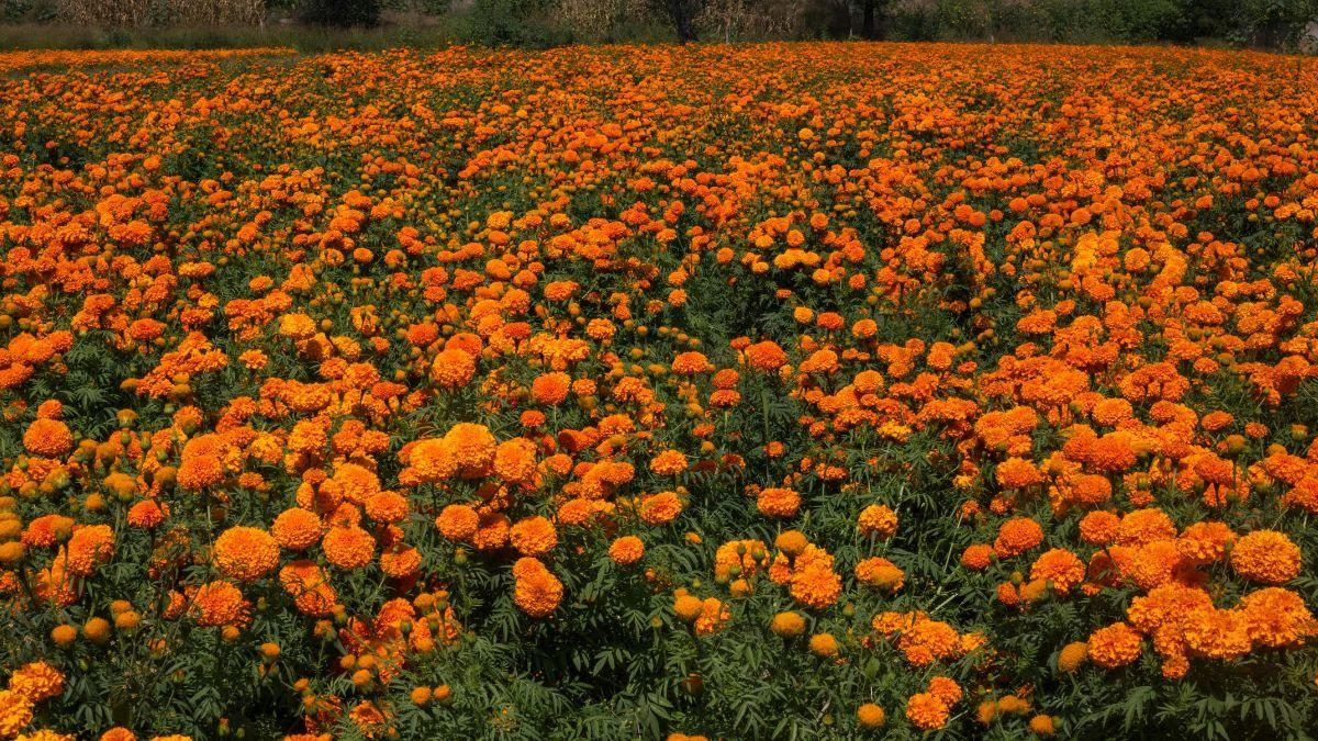 गेंदे के पौधे में डाल दें ये एक चीज, फूल से भर जाएगा पौधा