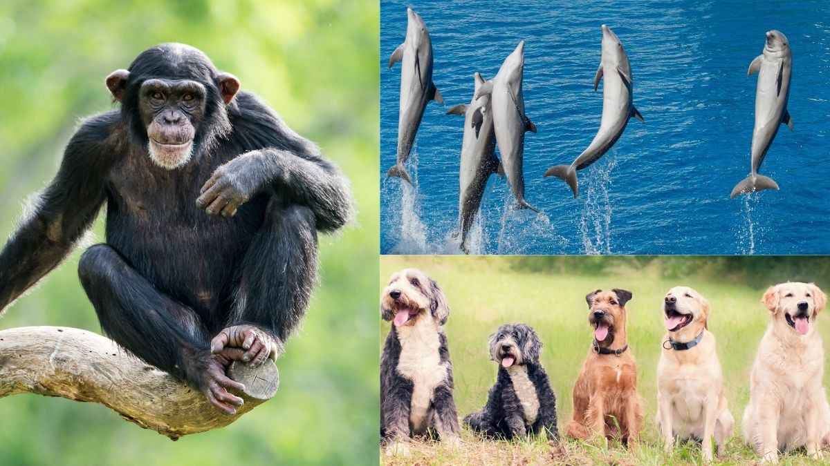 दुनिया के 7 सबसे समझदार जानवर 
