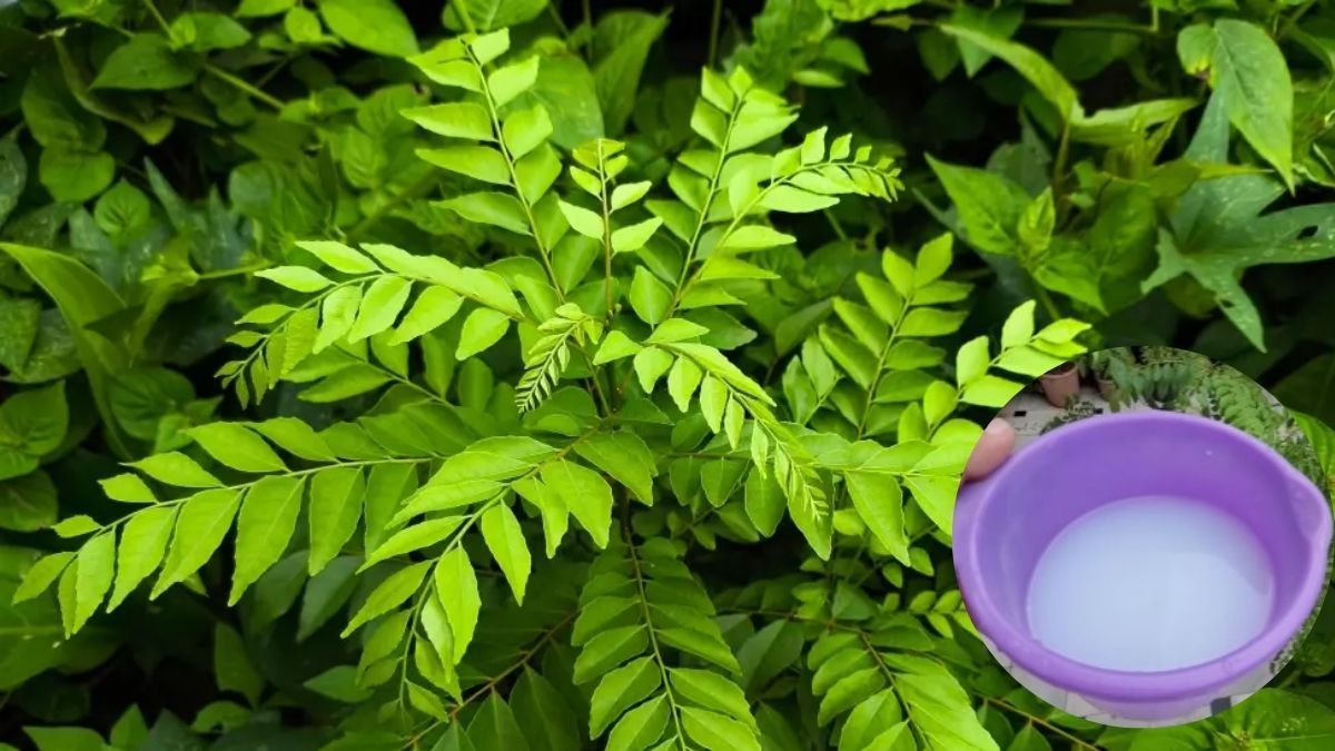 how to take care of curry Plant