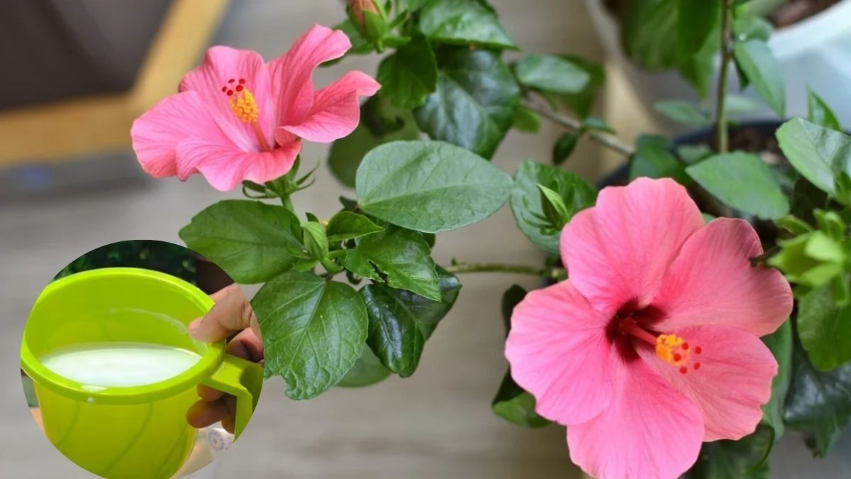 how to take care of Gudhal