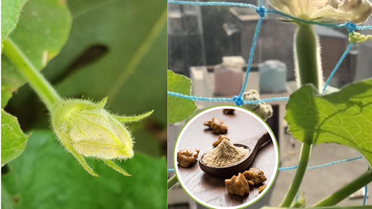 Winter Plant Care Tips