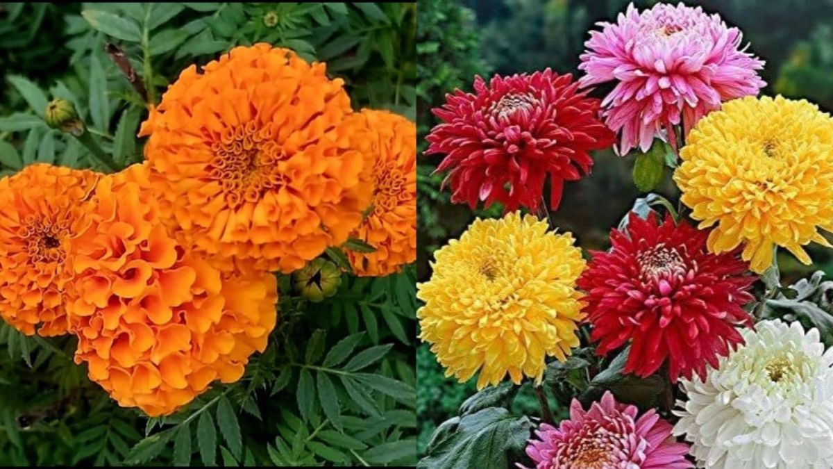 Winter Gardening Tips