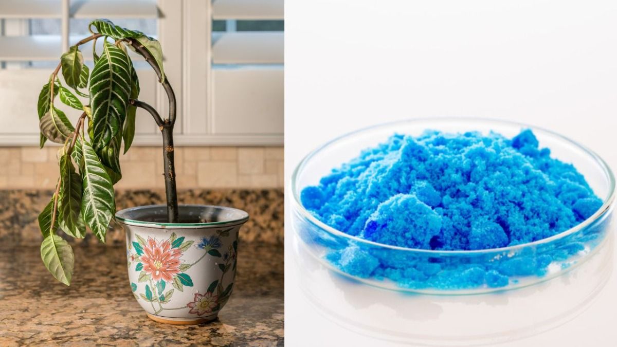  कॉपर सल्फेट