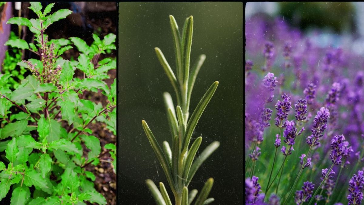 घर से छिपकलियां भगाने के तरीके