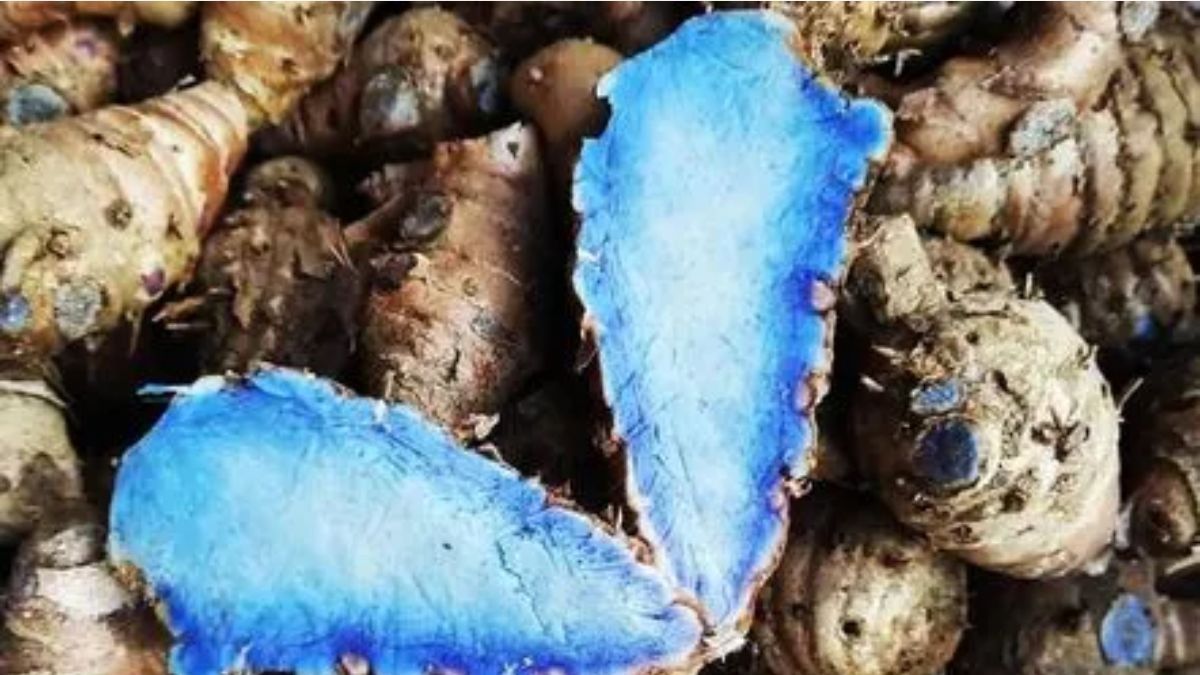 Blue Turmeric