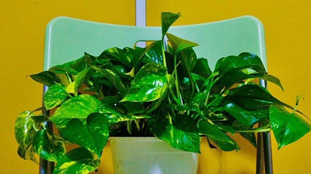 मनी प्लांट