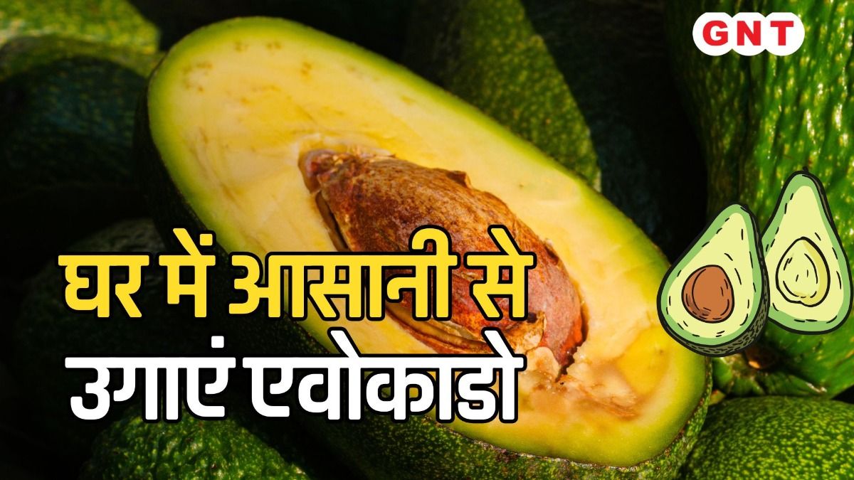 घर में आसानी से उगाएं एवोकाडो