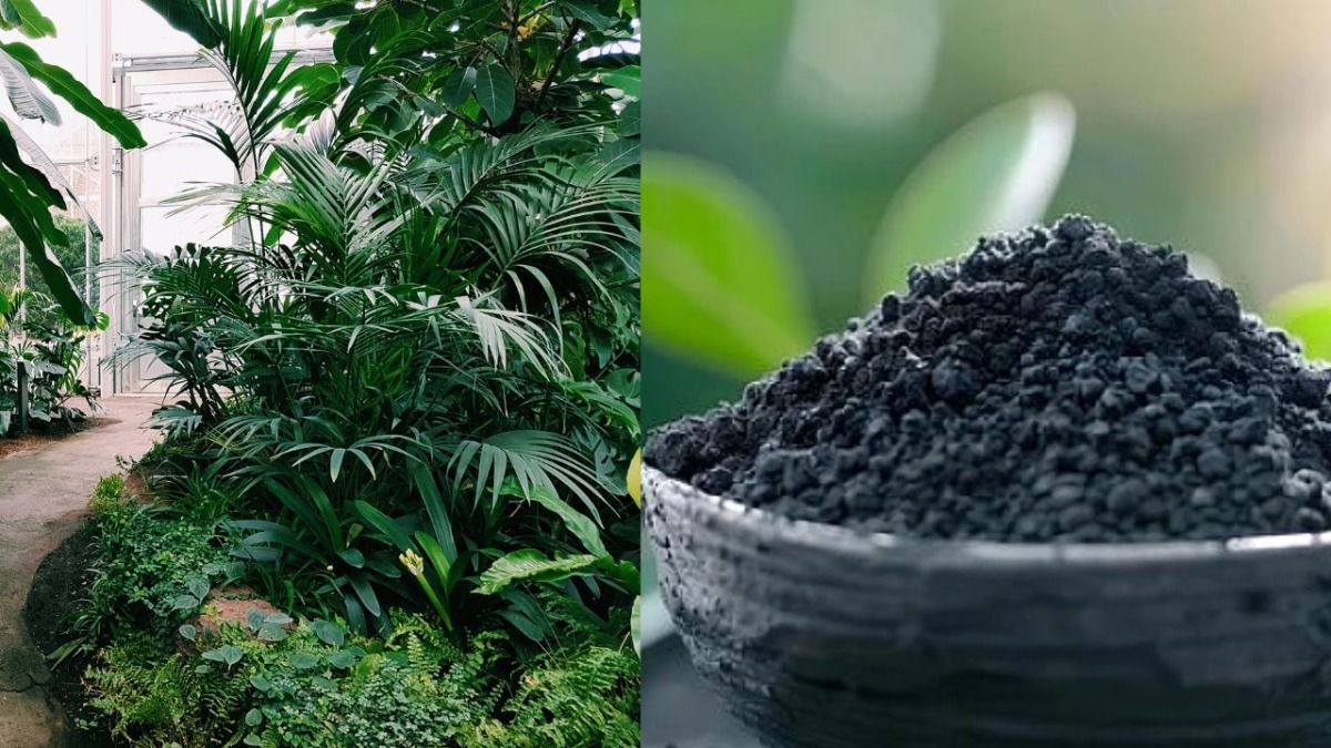 पौधों को बढ़ाने के लिए फर्टिलाइजर