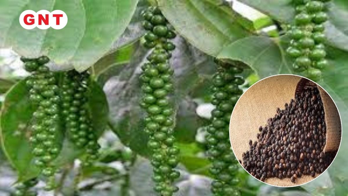 Black Pepper plant 