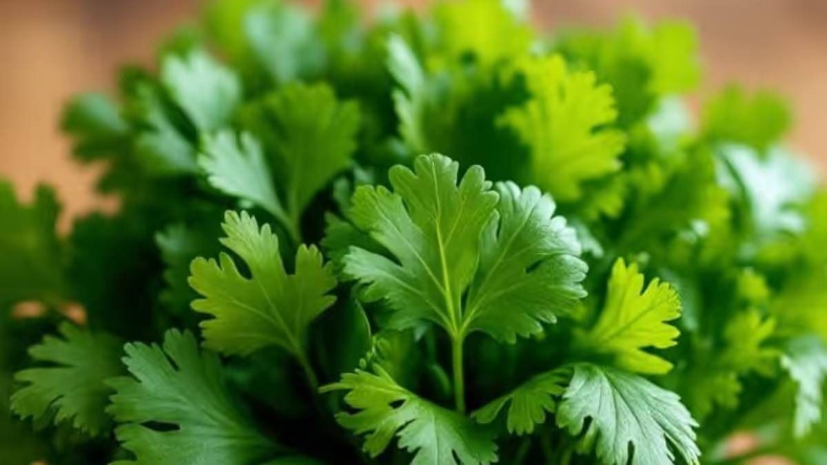 हफ्तों तक धनिया ताजा रखने के लिए अपनाएं ये टिप