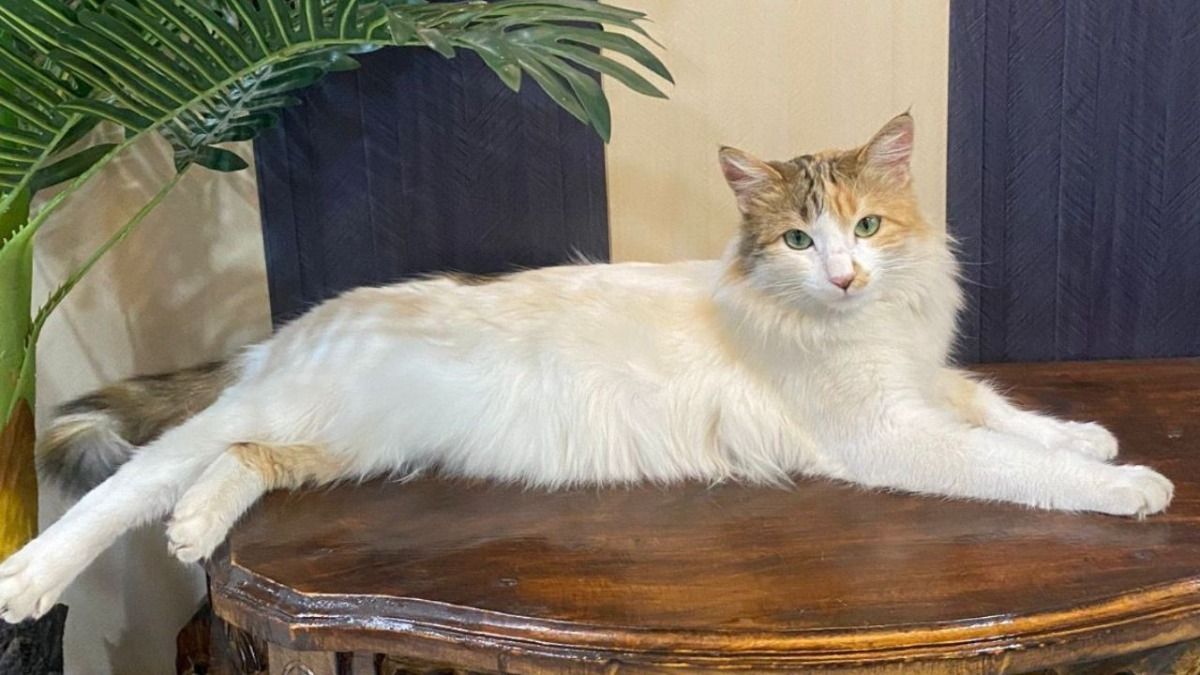 गायब हुई बिल्ली