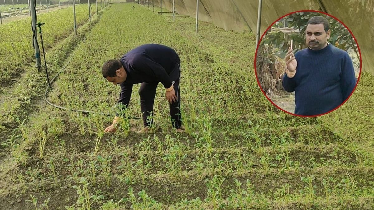 Muzaffarpur Israeli Potato Farming