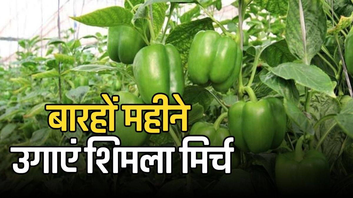 बारहों महीने उगाएं शिमला मिर्च