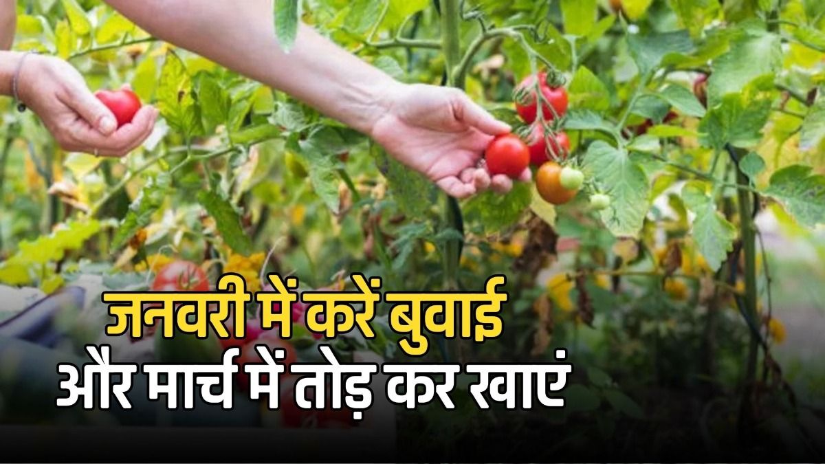 जनवरी में करें बुवाई और मार्च में तोड़ कर खाएं