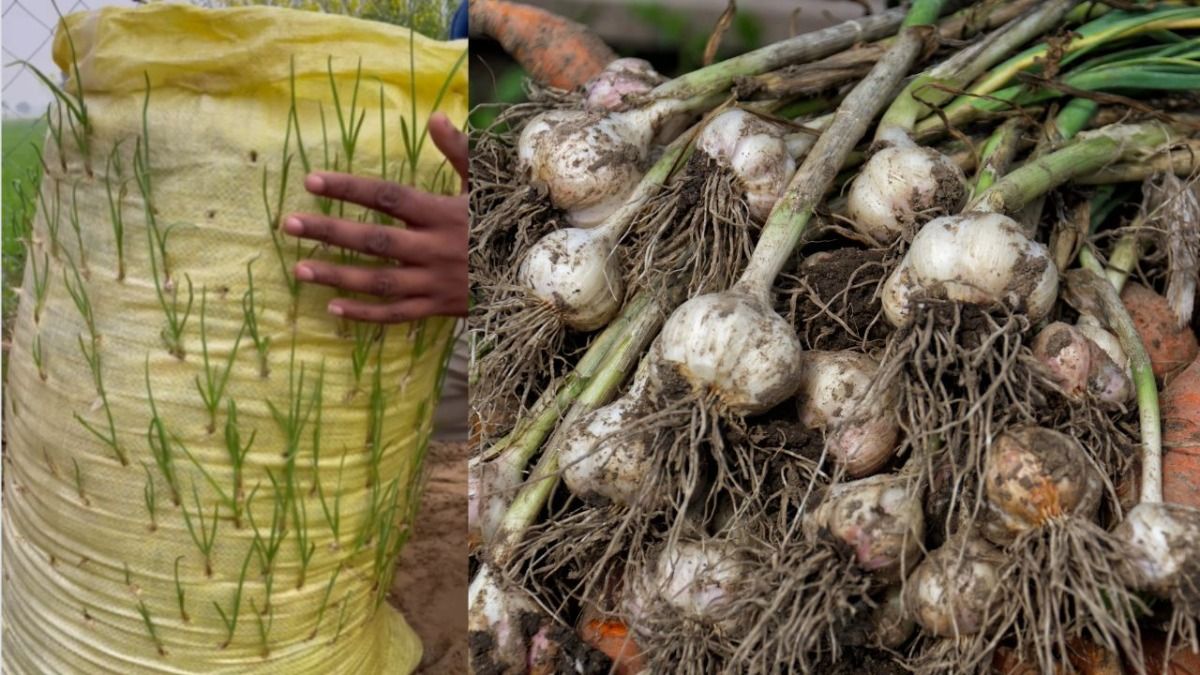घर पर लहसुन कैसे लगाएं