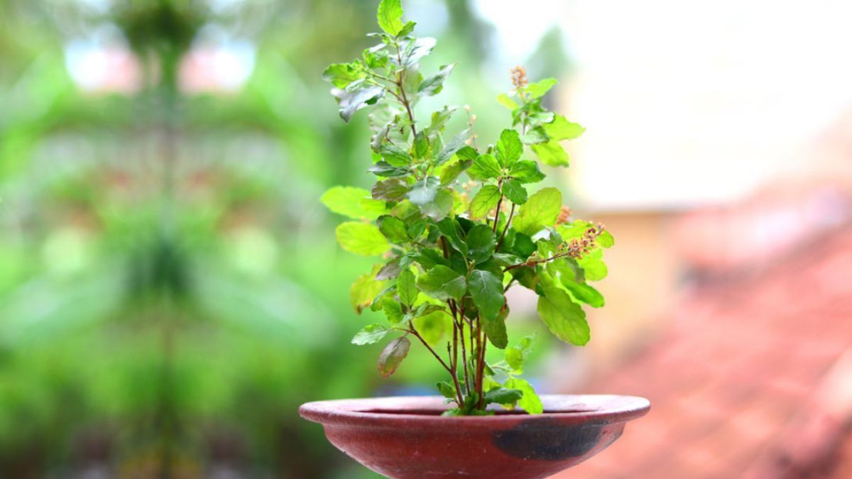 Tulsi Plant Care Tips