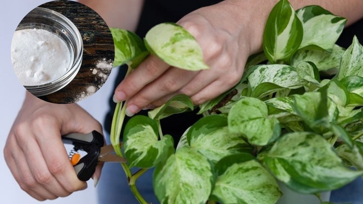 How to make a money plant grow bigger