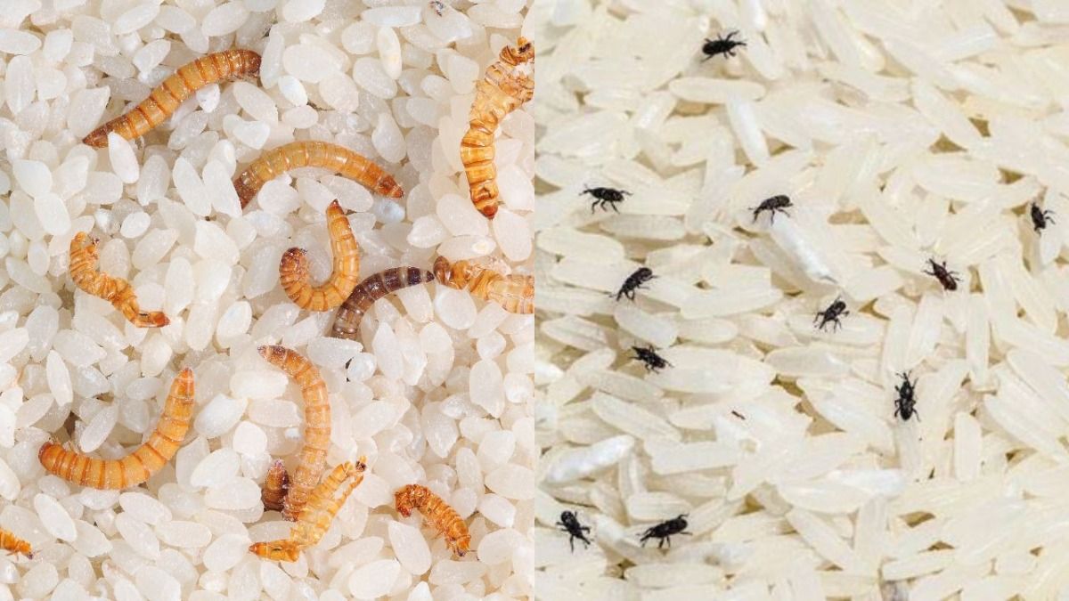 चावल को कीड़ों से बचाने के घरेलू उपाय