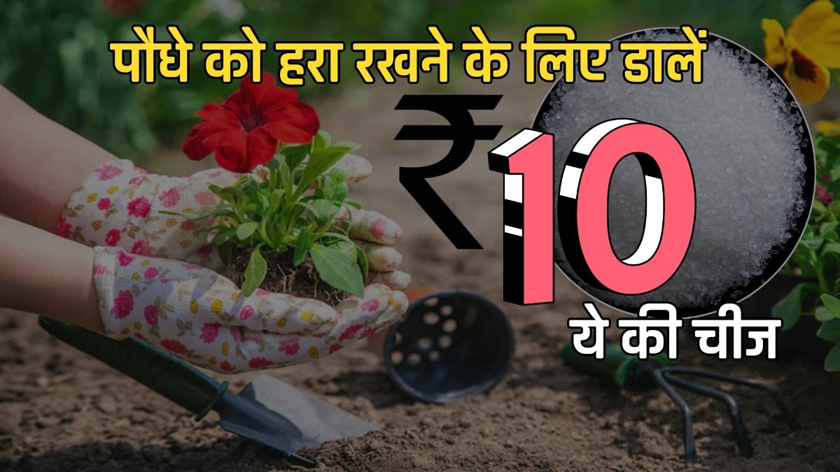 पौधे में डालें ये 10 रुपए की चीज 