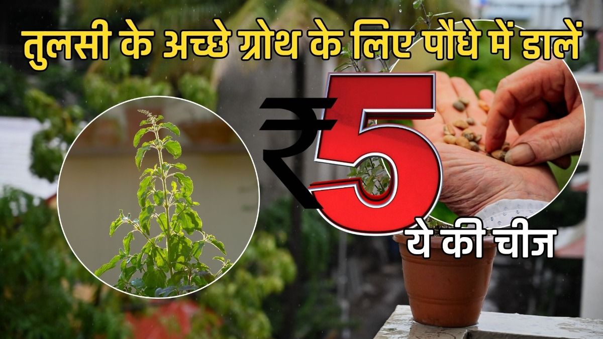 Revive Wilted Tulsi plant in winter