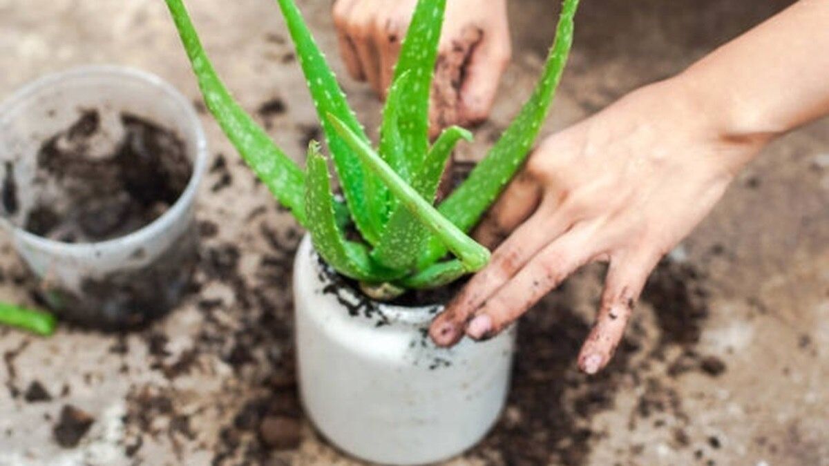 Aloe Vera Care Tips