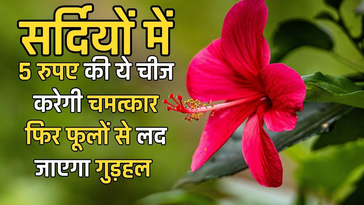 Hibiscus Care Tips in Winters