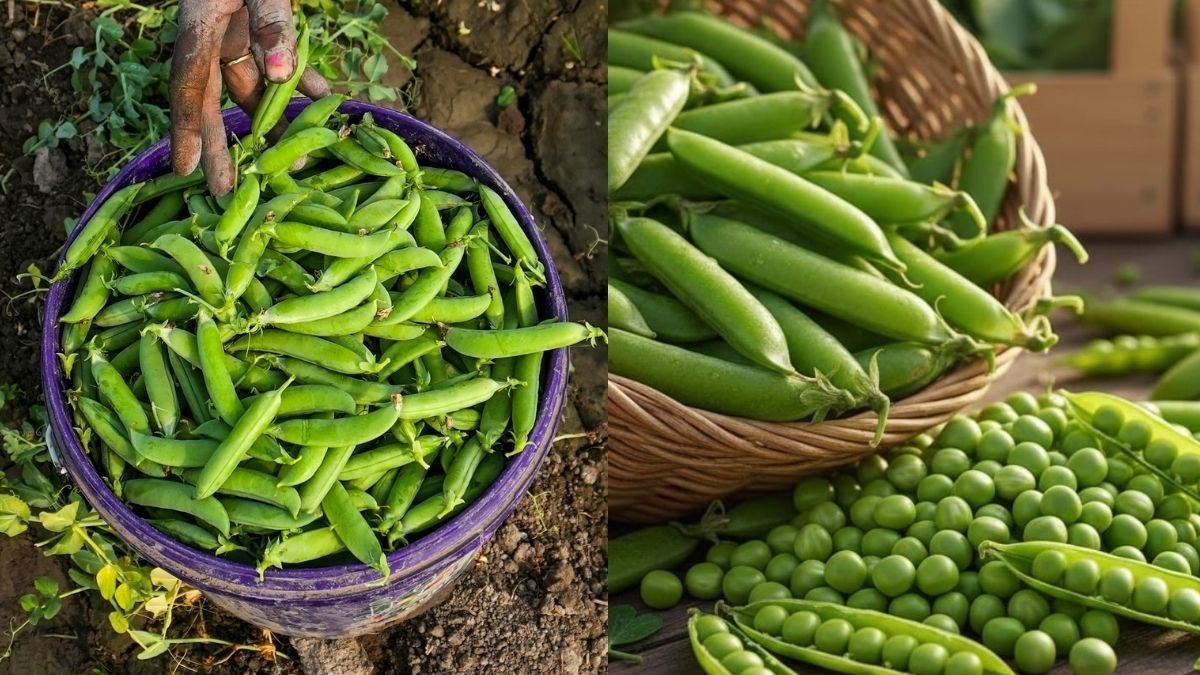 Benefits of Eating Green Peas