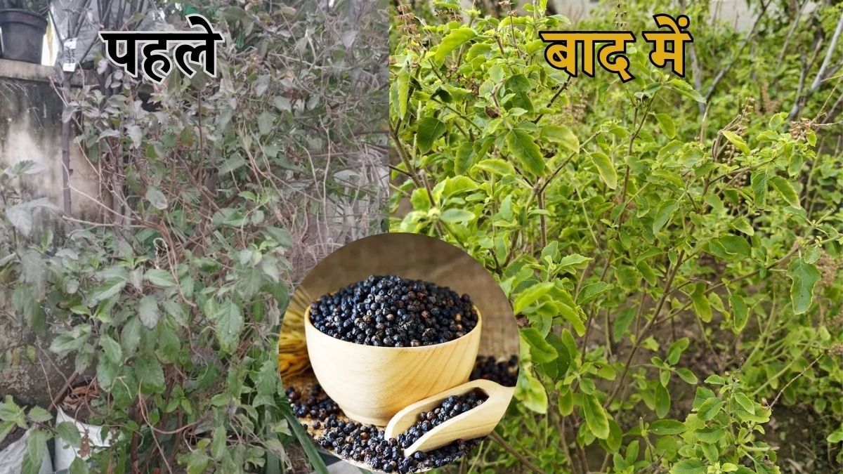 Tulsi Plant Care