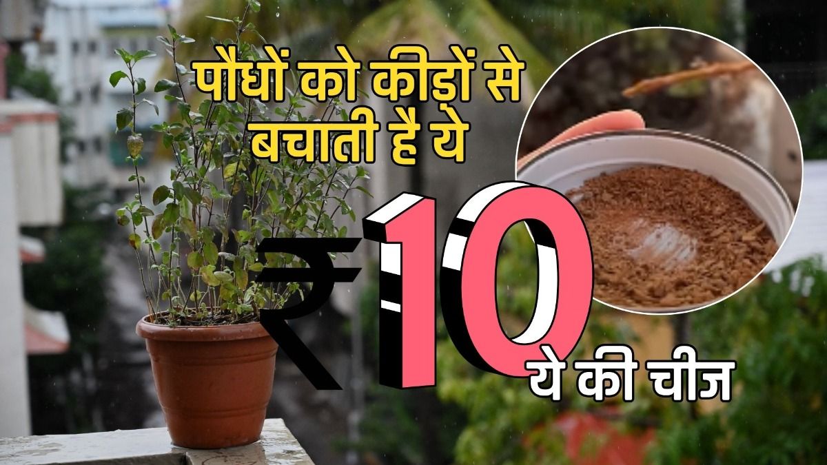 पौधों को कीड़ों से बचाती है ये 10 रुपए की चीजपौधों को कीड़ों से बचाती है ये 10 रुपए की चीज
