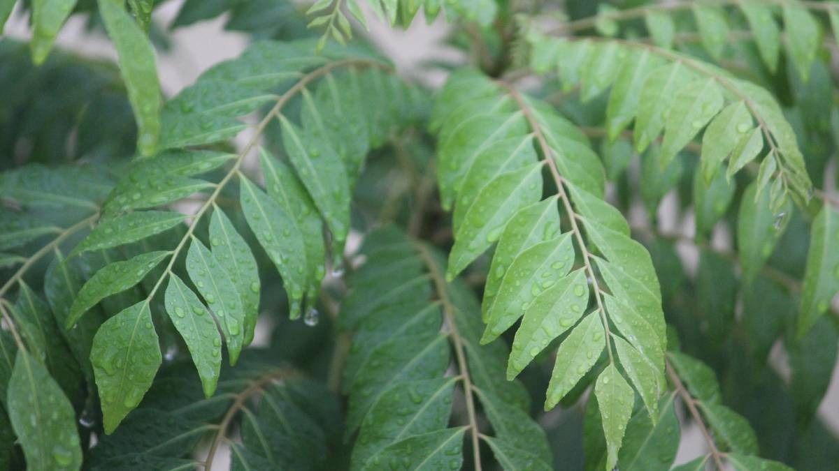 Curry Leaf Plant