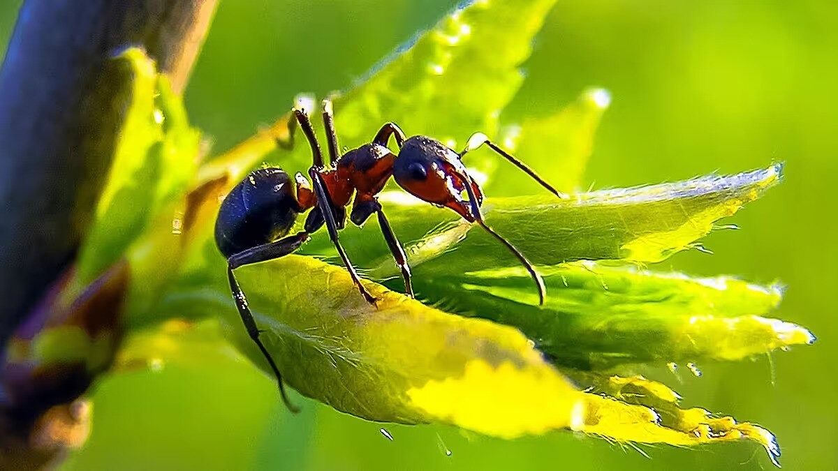 Protect Plant From Ants