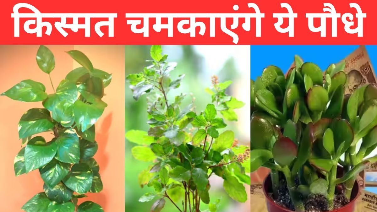 Plants That Relieve Financial Problems