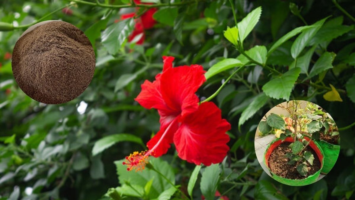 Hibiscus plant care